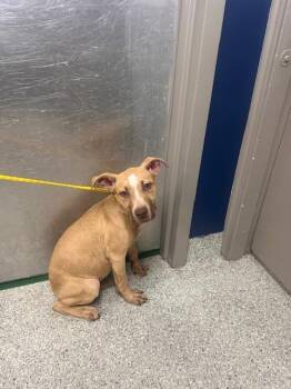 A186048 -  Pit Bull Terrier and Mixed Breed Dog for Adoption in Pasadena, Texas - A186048 | PetCurious