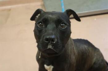 KELLY -  Mixed Breed Dog for Adoption in Columbia, South Carolina - KELLY | PetCurious