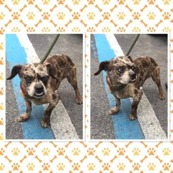 GRUMPY -  Boston Terrier Dog for Adoption in Buckhannon, West Virginia - GRUMPY | PetCurious