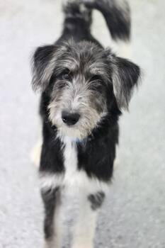 Tofu in NH. Come Meet our Adoptable Dogs Wednesday-Saturday. Mor -  Schnauzer Dog for Adoption in Manchester, New Hampshire - Tofu In NH. Come Meet Our Adoptable Dogs Wednesday-Saturday. Mor | PetCurious
