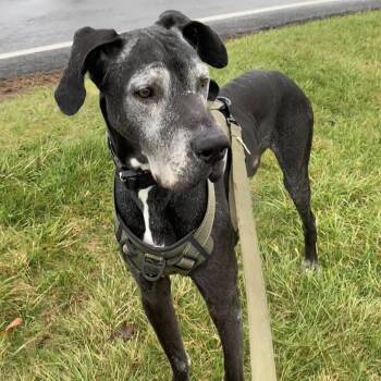 Kumba -  Great Dane Dog for Adoption in Quakertown, Pennsylvania - Kumba | PetCurious