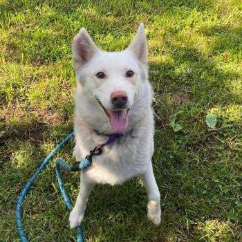 Sky -  Mixed Breed Dog for Adoption in Oshkosh, Wisconsin - Sky | PetCurious