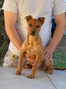 Rescue Hound Dogs for Adoption in San Antonio, Texas - Hanna | PetCurious