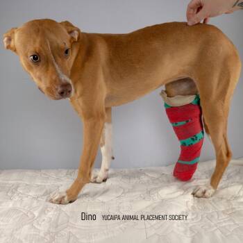 Pit Bull Terrier Dogs Available for Adoption in Yucaipa, California - Delta | PetCurious