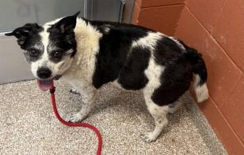 ZI -  Australian Cattle Dog Blue Heeler and Mixed Breed Dog for Adoption in Colorado Springs, Colorado - ZI | PetCurious