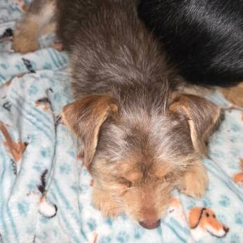 Cairn Terrier and Mixed Breed Dogs Available for Adoption - Moose | PetCurious