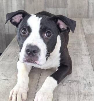 Snicka -  Terrier and Mixed Breed Dog for Adoption in Shreveport, Louisiana - Snicka | PetCurious