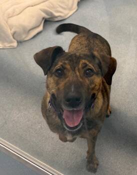 Mixed Breed Dogs Available for Adoption - Coco | PetCurious