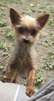 Penny -  Yorkshire Terrier Dog for Adoption in Overland Park, Kansas - Penny | PetCurious