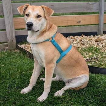 Rescue Labrador Retriever Dogs for Adoption in Springfield, Missouri - Wynonna | PetCurious