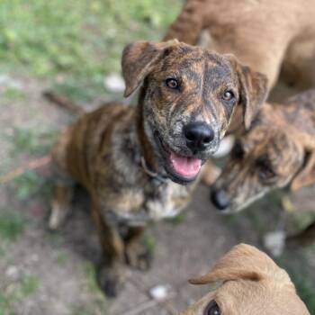 Labrador Retriever Dogs Available for Adoption - Banana | PetCurious