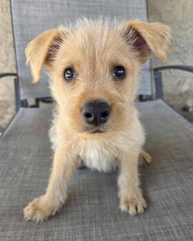 Terrier and Shepherd Dogs Available for Adoption in Corona, California - Scruffy | PetCurious