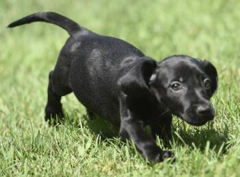 Aubrey -  Dachshund Dog for Adoption in Mechanicsburg, Pennsylvania - Aubrey | PetCurious