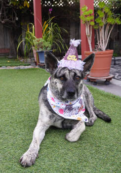 Rescue German Shepherd Dog and American Staffordshire Terrier Dogs for Adoption in Pleasant Hill, California - Lola (Mama) | PetCurious