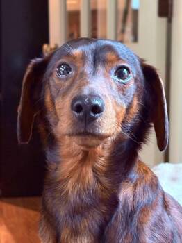 Dachshund and Terrier Dogs Available for Adoption in Rockford, Illinois - Carlos- Scroll Down- Read Verbiage  | PetCurious