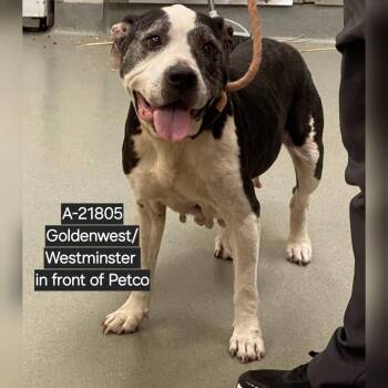 Pit Bull Terrier Dogs Available for Adoption in Westminster, California - WAGS-Stray-21805 | PetCurious