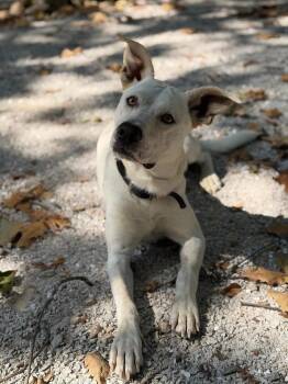 Red -  Australian Cattle Dog Blue Heeler Dog for Adoption in Bolivar, Missouri - Red | PetCurious