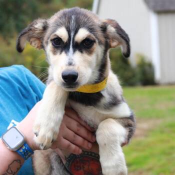 CT Ziti -  Shepherd and Husky Dog for Adoption in Eastford, Connecticut - CT Ziti | PetCurious