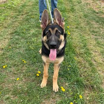 German Shepherd Dog Dogs Available for Adoption in New Ringgold, Pennsylvania - Raven (26-170) | PetCurious