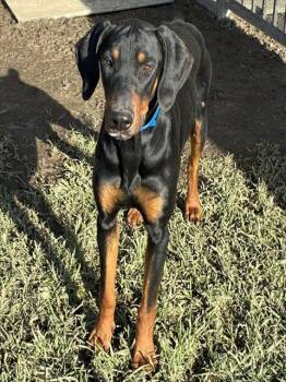 Doberman Pinscher Dogs Available for Adoption in Riverside, California - STEWEY | PetCurious