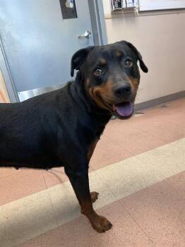 Rottweiler Dogs Available for Adoption in San Jose, California - SUNFLOWER | PetCurious