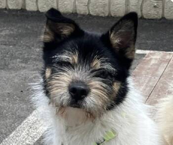 Terrier Dogs Available for Adoption in San Ramon, California - Sesame | PetCurious