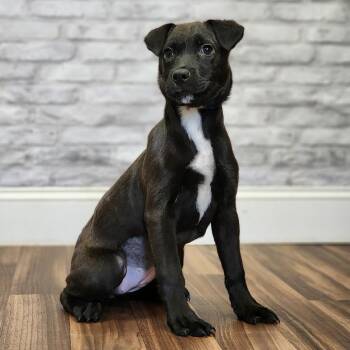 Sylvia -  Retriever and Terrier Dog for Adoption in Montgomery, Alabama - Sylvia | PetCurious