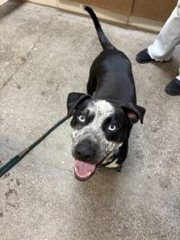 Blueberry Bagel -  Mixed Breed Dog for Adoption in Honolulu, Hawaii - Blueberry Bagel | PetCurious
