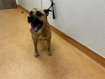 LUCKY -  Pit Bull Terrier and Mixed Breed Dog Available for Adoption in Martinez, California - LUCKY | PetCurious
