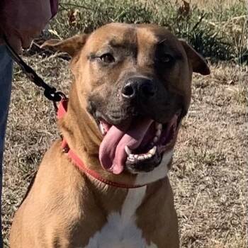 Rescue Mixed Breed Dogs for Adoption in Pauls Valley, Oklahoma - Wendell | PetCurious