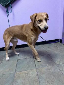 Mixed Breed Dogs Available for Adoption in El Paso, Texas - 61050293 | PetCurious