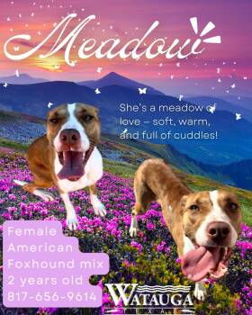 Rescue American Foxhound Dogs for Adoption in Watauga, Texas - Meadow | PetCurious