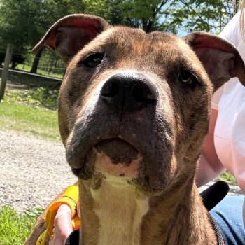 Onyx -  Pit Bull Terrier Dog for Adoption in Moravia, New York - Onyx | PetCurious
