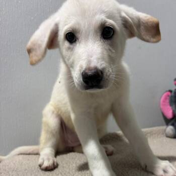 Giana (Snowball Litter) -  Great Pyrenees and Mixed Breed Dog for Adoption in Tampa, Florida - Giana (Snowball Litter) | PetCurious