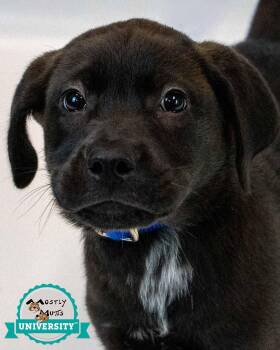 Moose -  Labrador Retriever Dog for Adoption in Kennesaw, Georgia - Moose | PetCurious