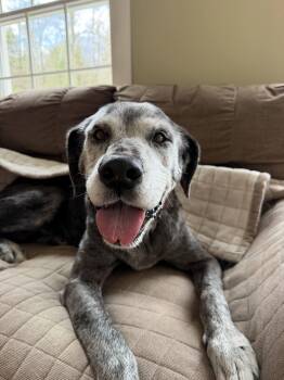 Great Dane Dogs Available for Adoption in New Boston, New Hampshire - Layla | PetCurious