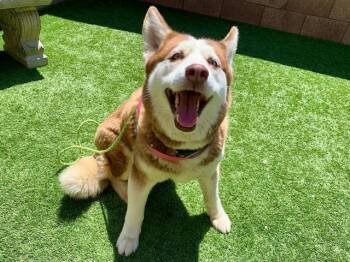 Siberian Husky Dogs Available for Adoption in San Marcos, California - SAVE ME PLEASE! Rosette #A549954 | PetCurious