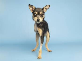 Parson Russell Terrier and Mixed Breed Dogs Available for Adoption in Phoenix, Arizona - NALA | PetCurious