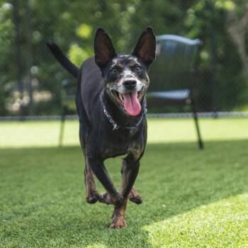 Slim Jim -  Miniature Pinscher and Mixed Breed Dog for Adoption in Atlanta, Georgia - Slim Jim | PetCurious
