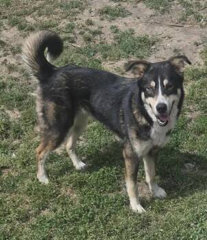 Husky and Bernese Mountain Dog Dogs Available for Adoption in Chattanooga, Tennessee - Harley | PetCurious
