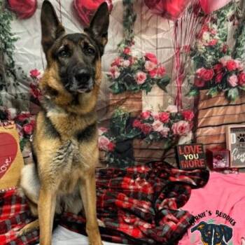 German Shepherd Dog Dogs Available for Adoption in Huntington, West Virginia - Nikita | PetCurious