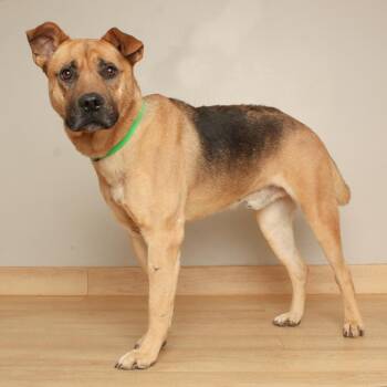 Todd D71571 -  Shepherd Dog for Adoption in Minnetonka, Minnesota - Todd D71571 | PetCurious