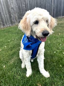 Flynn -  Goldendoodle Dog for Adoption - Flynn | PetCurious