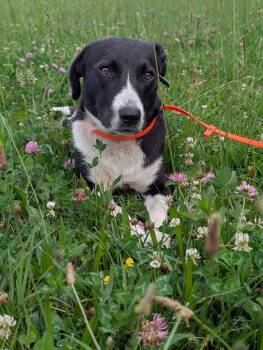 Momma Delta -  Pit Bull Terrier and Labrador Retriever Dog for Adoption in Mt. Juliet, Tennessee - Momma Delta | PetCurious