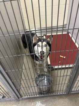 Siberian Husky Dogs Available for Adoption in West Valley City, Utah - SHARON WOOFENSTEIN | PetCurious