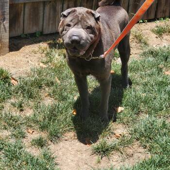CHUBBY -  Shar Pei Dog for Adoption in Olney, Maryland - CHUBBY | PetCurious