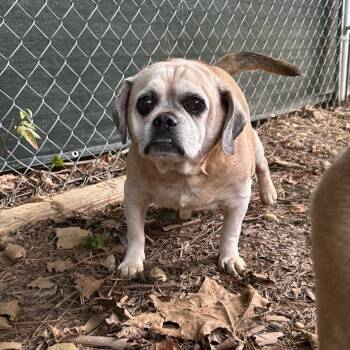 Rescue Pug Dogs for Adoption in Blue Ridge, Georgia - Lincoln | PetCurious