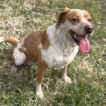 Australian Cattle Dog Blue Heeler and Beagle Dogs Available for Adoption - Nipsey  | PetCurious