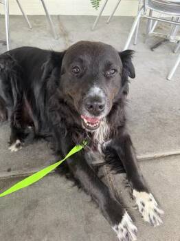 Australian Shepherd and Mixed Breed Dogs Available for Adoption in Charlotte, North Carolina - LEVI | PetCurious