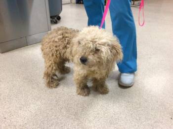 SPARKLER -  Poodle and Mixed Breed Dog for Adoption in Riverside, California - SPARKLER | PetCurious